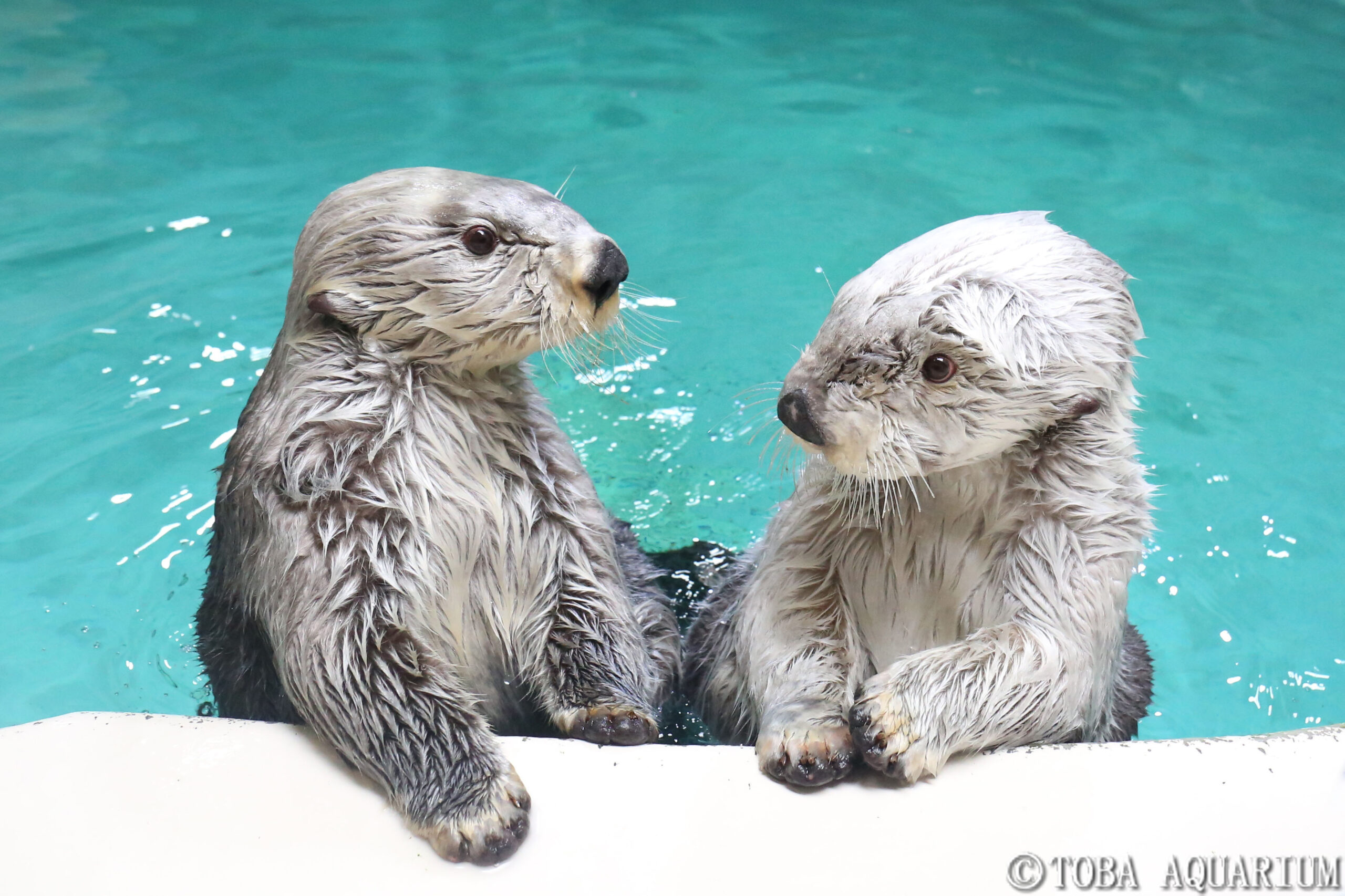 鳥羽水族館のラッコ